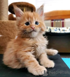 Photo №3. Female Maine-coon. Belgium