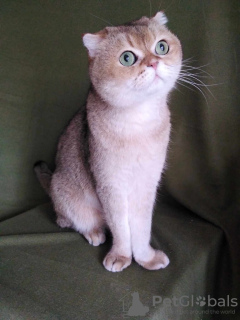 Photo №3. Scottish fold cat Basik is looking for a home!. Russian Federation