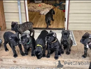 Photo №1. cane corso - for sale in the city of Aalborg | 1$ | Announcement № 173389
