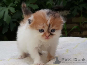 Photo №1. scottish fold - for sale in the city of Krasnodar | negotiated | Announcement № 7220