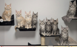 Photo №1. maine coon - for sale in the city of Helsinki | negotiated | Announcement № 165123