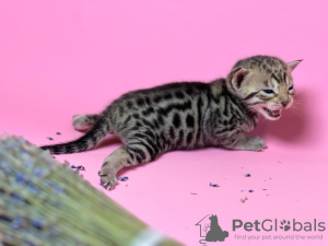 Photo №4. I will sell savannah cat in the city of Krasnodar. breeder - price - 1000$