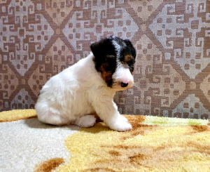 Photo №3. Fox terrier puppies for sale from parents of champions. Russian Federation