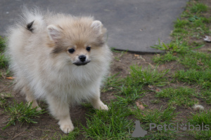 Photo №3. Pomeranian girl. Russian Federation