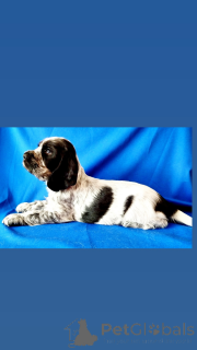 Photo №3. I sell English cocker. Belarus