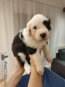 Photo №2 to announcement № 83250 for the sale of bobtail - buy in Croatia breeder
