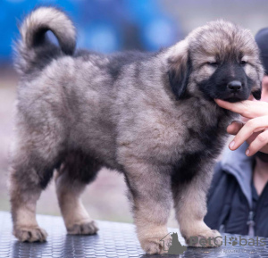 Additional photos: Yugoslav Shepherd Dog - Sharplaninec puppies