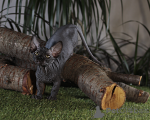 Photo №1. sphynx-katze - for sale in the city of Kharkov | 1000$ | Announcement № 17094