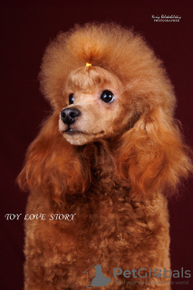 Photo №3. Boy miniature poodle, 30 cm, pet class, tested, FCI docs. Ukraine