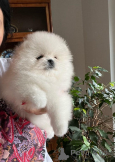 Photo №1. pomeranian - for sale in the city of Herzogtum Lauenburg | negotiated | Announcement № 166539