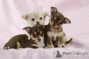 Photo №2 to announcement № 136775 for the sale of chihuahua - buy in Germany 