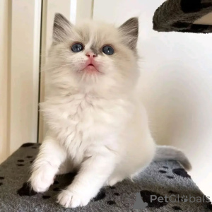 Photo №2 to announcement № 156265 for the sale of ragdoll - buy in Sweden private announcement