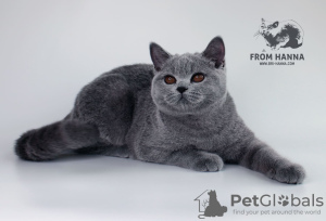 Photo №1. british shorthair - for sale in the city of Bobruisk | 450$ | Announcement № 11154