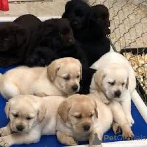 Photo №1. labrador retriever - for sale in the city of Marseilles | 1032$ | Announcement № 166964