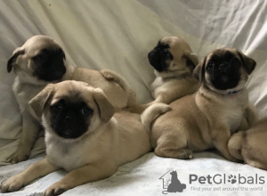 Photo №1. pug - for sale in the city of Russia | 473$ | Announcement № 13442