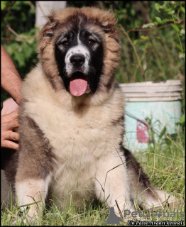 Photo №1. caucasian shepherd dog - for sale in the city of Москва | negotiated | Announcement № 19634