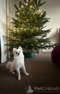 Photo №1. pomeranian - for sale in the city of London | 317$ | Announcement № 127123