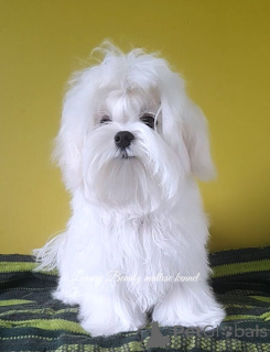 Photo №1. maltese dog - for sale in the city of Kiev | 1000$ | Announcement № 146108