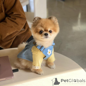 Photo №1. pomeranian - for sale in the city of Munich | 329$ | Announcement № 137319