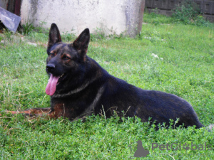 Photo №2 to announcement № 15913 for the sale of german shepherd - buy in Ukraine 