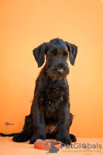Photo №2 to announcement № 124865 for the sale of schnauzer - buy in Serbia 