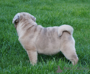 Photo №2 to announcement № 45525 for the sale of pug - buy in Romania private announcement, breeder