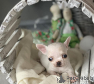 Photo №1. chihuahua - for sale in the city of Бохум | 264$ | Announcement № 97040