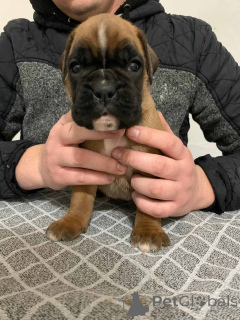 Photo №4. I will sell boxer in the city of Belgrade.  - price - negotiated