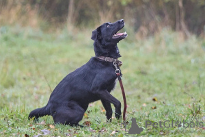 Additional photos: Yakut handsome man Artie is looking for a family.