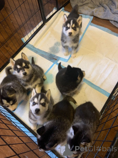Photo №3. Siberian Husky Puppies..viber.639463422605. Philippines