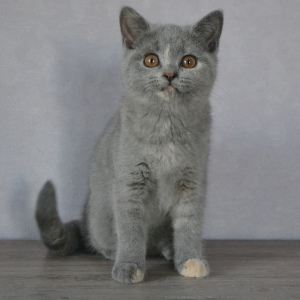 Photo №4. I will sell british shorthair in the city of Minsk. from nursery - price - 283$