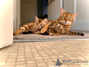 Photo №1. bengal cat - for sale in the city of Корк | Is free | Announcement № 9461