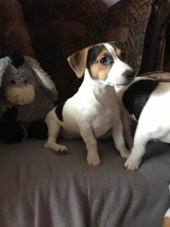 Photo №2 to announcement № 1814 for the sale of jack russell terrier - buy in Russian Federation breeder