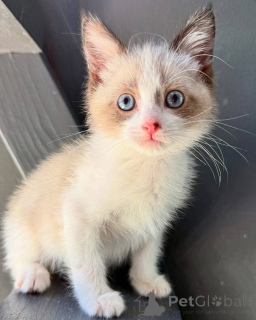 Photo №2 to announcement № 160909 for the sale of ragdoll - buy in Spain breeder