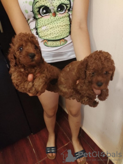 Photo №2 to announcement № 115054 for the sale of poodle (toy) - buy in Serbia 