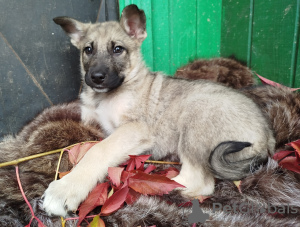 Photo №2 to announcement № 111593 for the sale of non-pedigree dogs - buy in Russian Federation private announcement