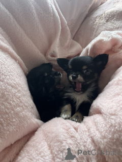 Photo №2 to announcement № 143853 for the sale of chihuahua - buy in United States private announcement