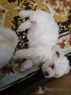 Photo №2 to announcement № 175722 for the sale of bichon frise - buy in Germany private announcement