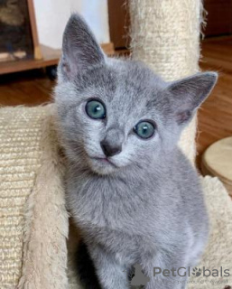 Photo №1. russian blue - for sale in the city of Milan | negotiated | Announcement № 95732
