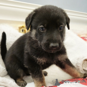 Photo №1. german shepherd - for sale in the city of Berlin | negotiated | Announcement № 164586