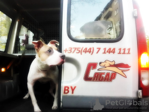 Photo №1. Services for the delivery and transportation of cats and dogs in the city of Minsk. Announcement № 9412