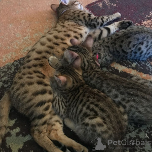 Photo №2 to announcement № 89089 for the sale of savannah cat - buy in Germany breeder