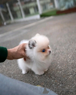 Photo №3. Teacup-Pomeranian zur Adoption. Germany