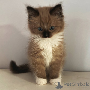 Photo №1. ragdoll - for sale in the city of Blatten | negotiated | Announcement № 155558