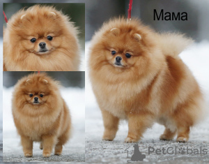 Photo №4. I will sell german spitz in the city of Minsk. from nursery - price - 840$