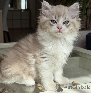 Photo №1. ragdoll - for sale in the city of ARIS | negotiated | Announcement № 155406