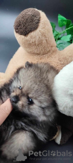 Additional photos: Beautiful Pomeranian puppies