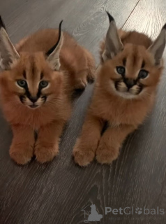 Photo №2 to announcement № 158831 for the sale of caracal - buy in Germany from the shelter, breeder