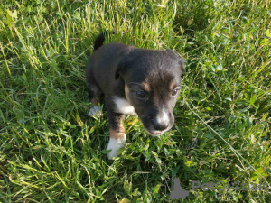 Photo №2 to announcement № 11211 for the sale of non-pedigree dogs - buy in Ukraine private announcement