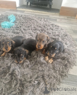 Photo №1. dachshund - for sale in the city of Zagreb | 413$ | Announcement № 171612